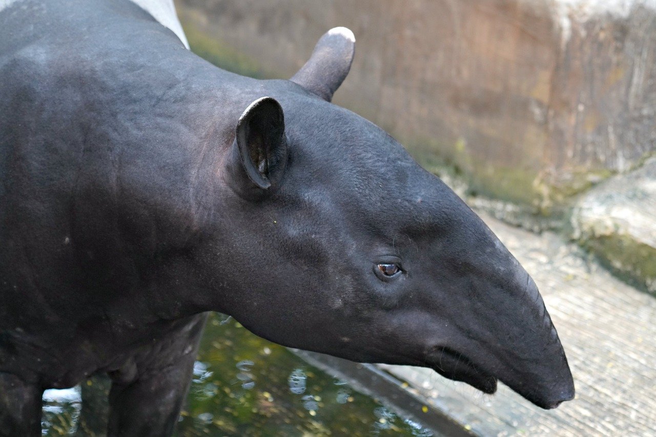 Maritime Trade Networks And Regional Development In Southeast Asia