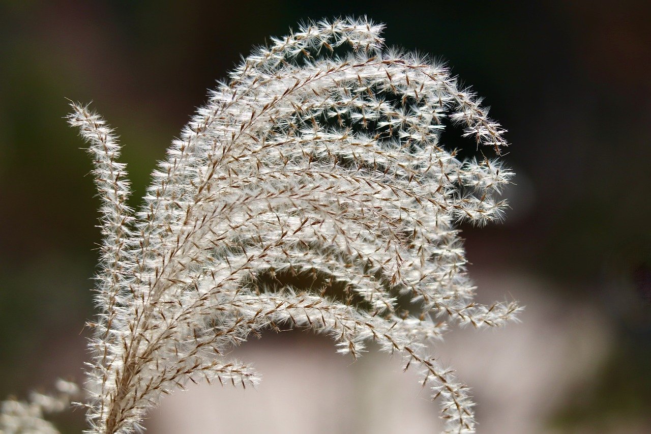 Ornamental Grass