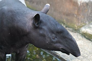 Maritime Trade Networks And Regional Development In Southeast Asia